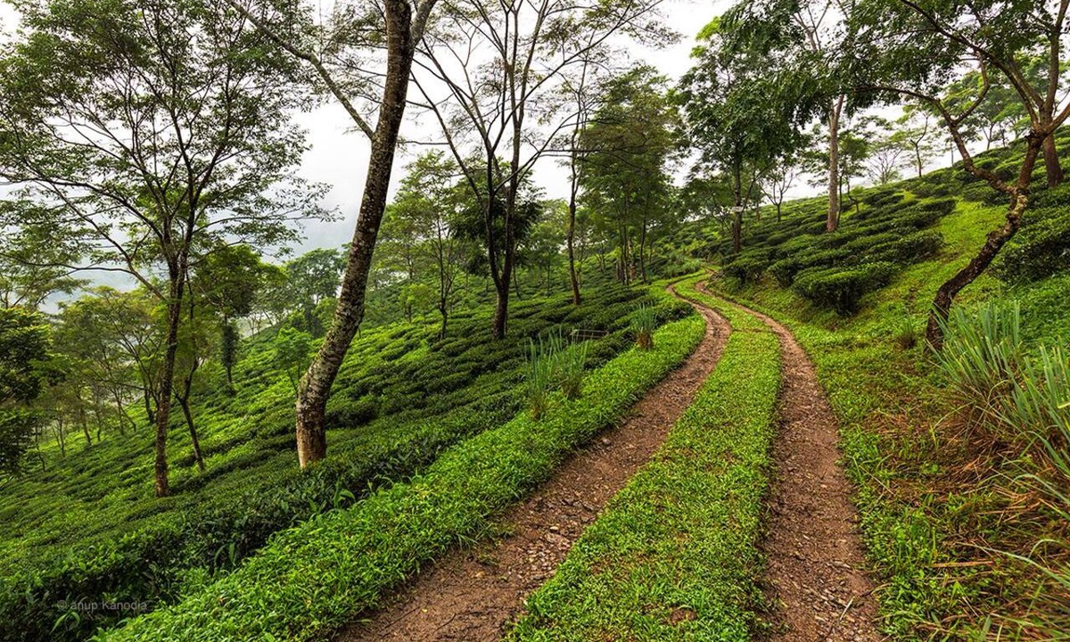 Ging Tea Garden Hotel | Ging Tea House