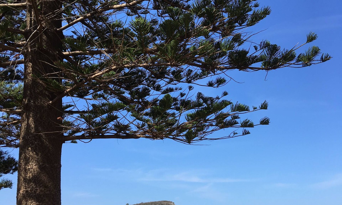 Avalon Beach Apartment | Location, location: Renovated studio 600m to Avalon surf beach & shops