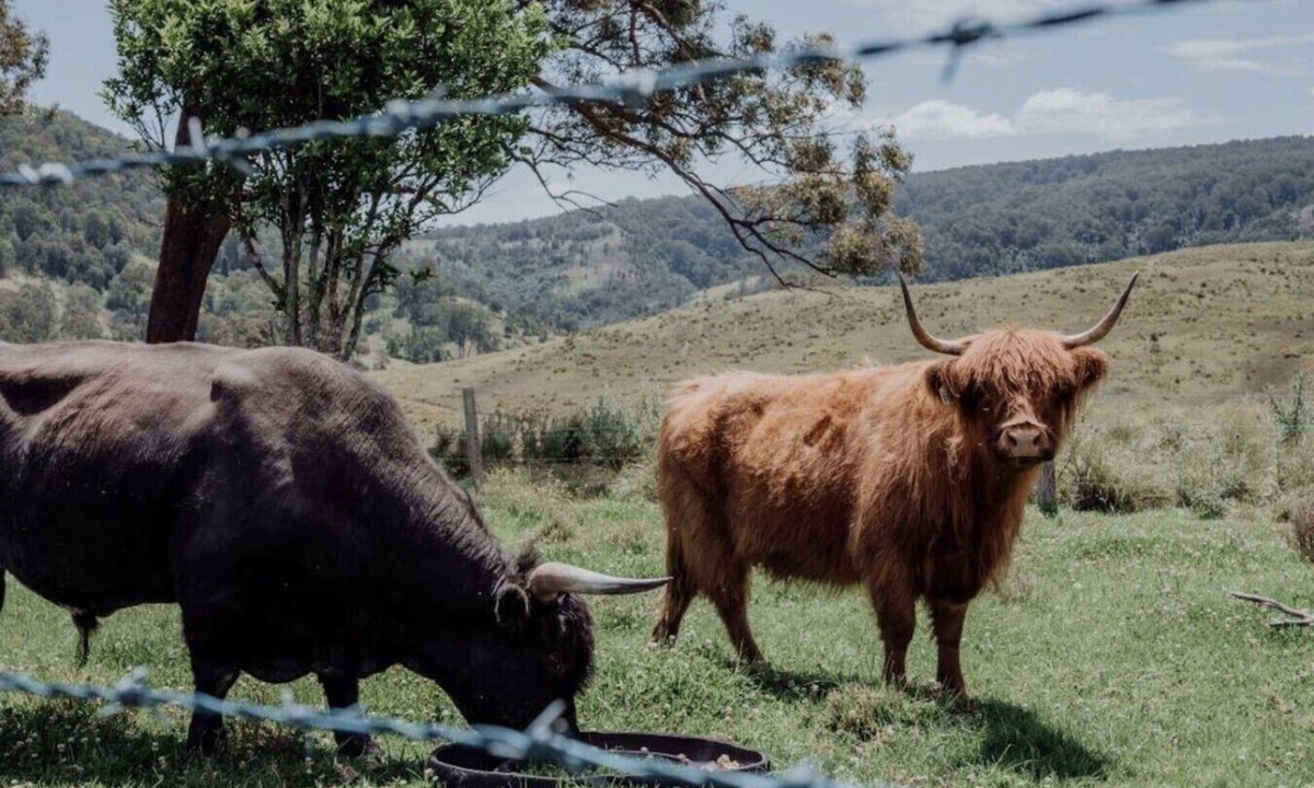 Carrabolla Other | Meadow View Cottage - (3bdr) Off Grid Farm Getaway