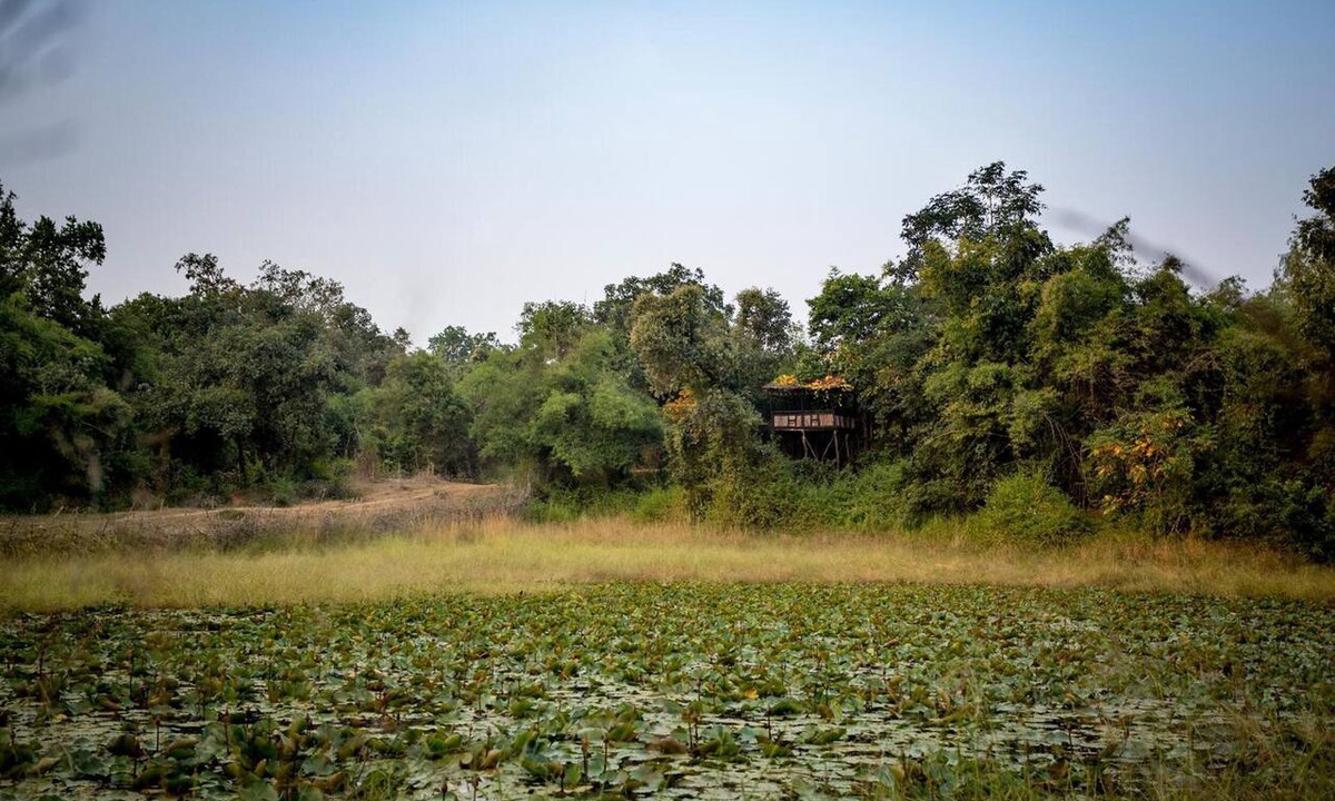 Tala Hotel | Pugdundee Safaris- Tree House Hideaway
