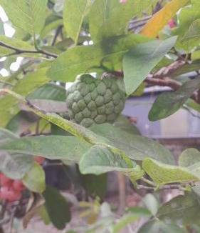 Kuzhuppilly House | Dhakshina Homestay