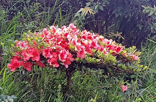 Kurseong House | KaSangla Homestay