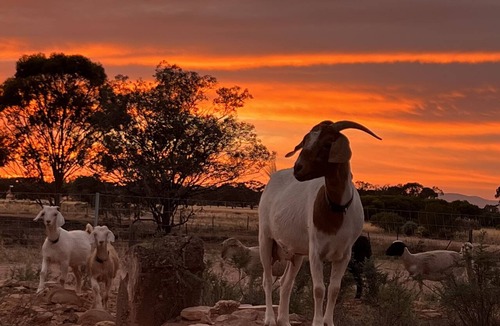 Willowie House | Katz Retreat, interactive farm stay