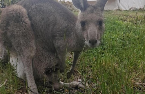 New Gisborne Other | Macedon Ranges Glamping with kangaroos - Tent