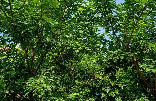 Narasapura Apartment | Premium 2BHK Near BIEC Chikkabidarakallu Metro
