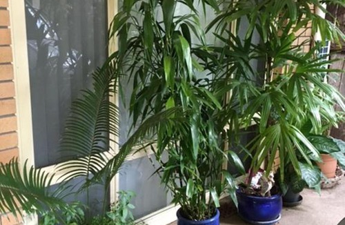 Coffs Harbour Apartment | The singing frogs studio