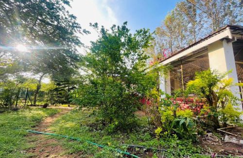 Masinagudi Bed & Breakfast | Wild Valley Club