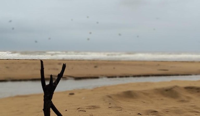 Coconut Tree Cafe Beach stay in Gokarna