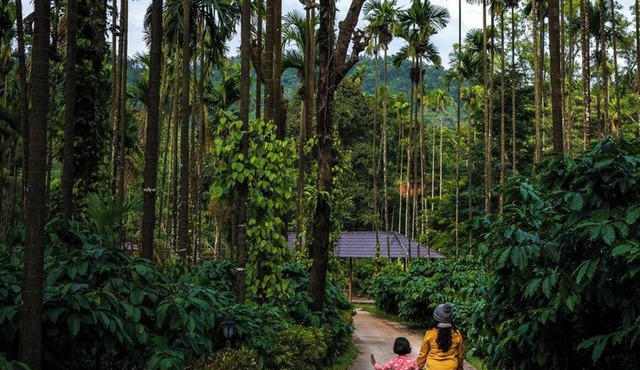 Coffee Gudda Resort in Mudigere