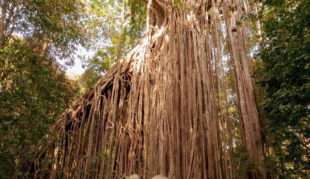 Coral Tree Inn in Cairns