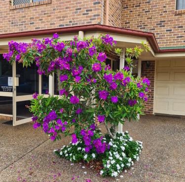 Country Gardens Motor Inn in Toowoomba