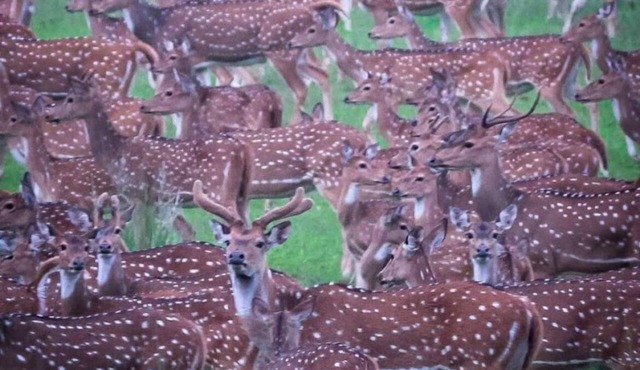Deer Meadows in Mudumalai