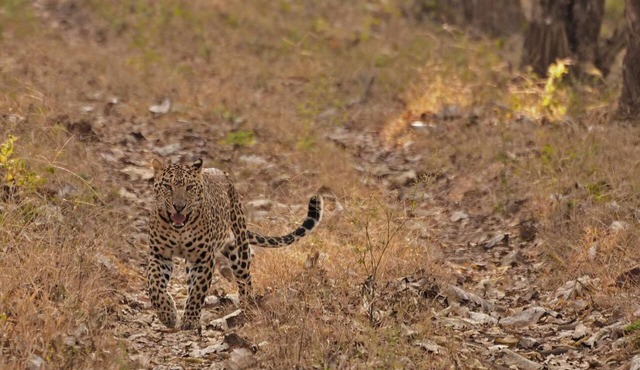 Evolve Back, Kabini
