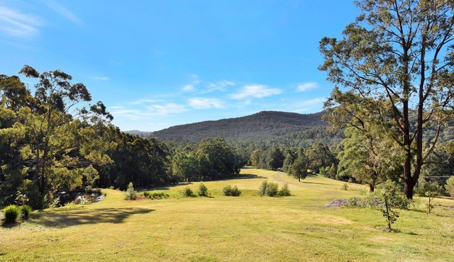 Hunter Valley Kangaroo Retreat with 60+ Kangaroos in Brunkerville