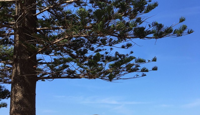 Location, location: Renovated studio 600m to Avalon surf beach & shops in Avalon Beach