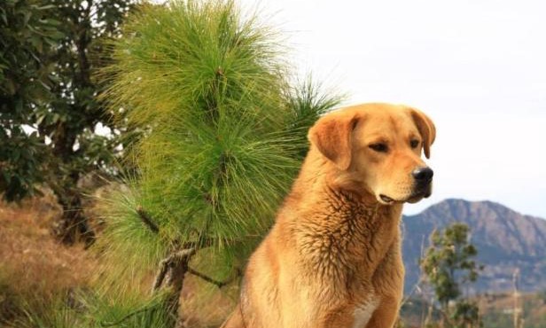 NamaStay Himalayas, KANATAL