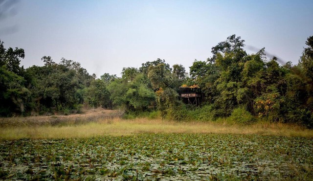 Pugdundee Safaris- Tree House Hideaway in Manpur