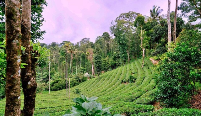 The Feel Munnar Resort in Devikolam