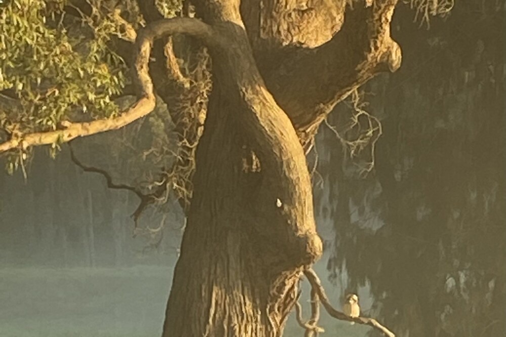 Photo of Others in The Oaks