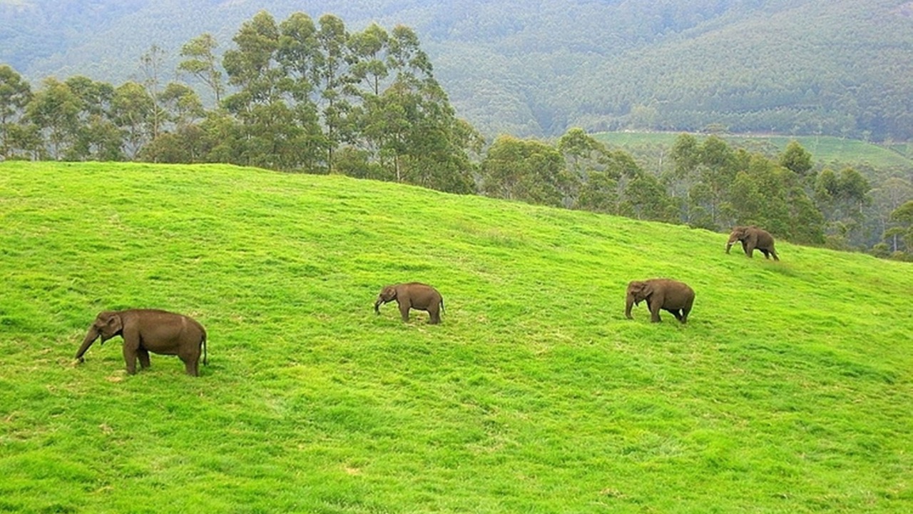 Photo of Others in Devikolam