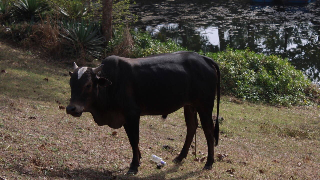 Photo of Outdoor in Dahanu
