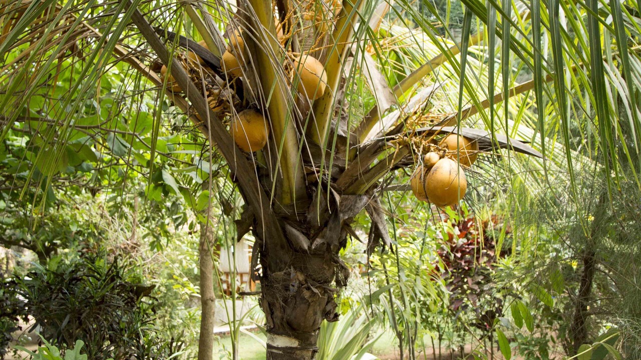 Photo of Outdoor in Agonda