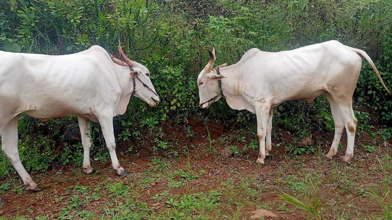 Photo of Outdoor in Mangaon