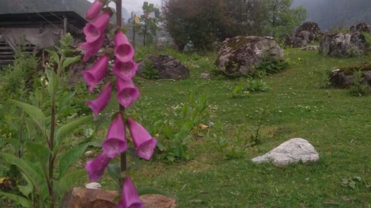Photo of Others in Lachung