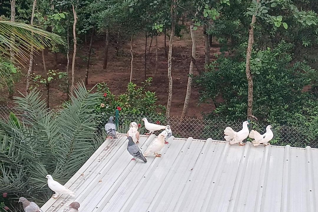 Photo of Others in Kalapettai