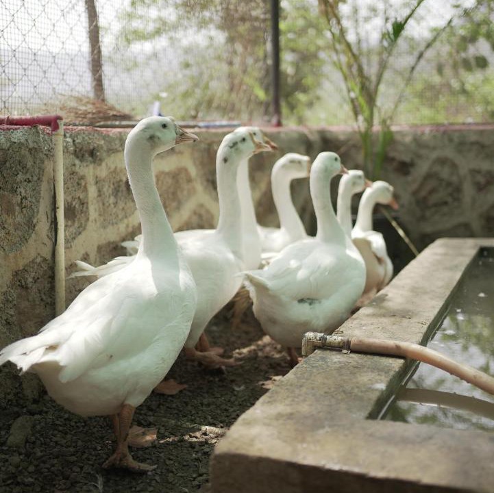 Photo of Others in Pali