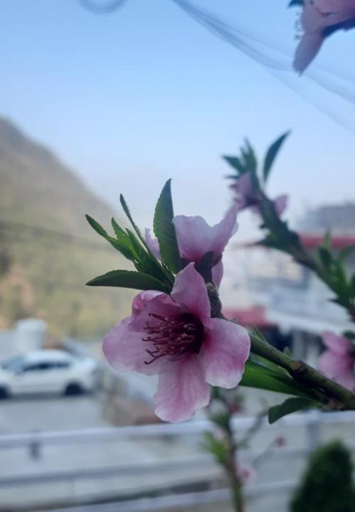 Photo of Others in Nainital