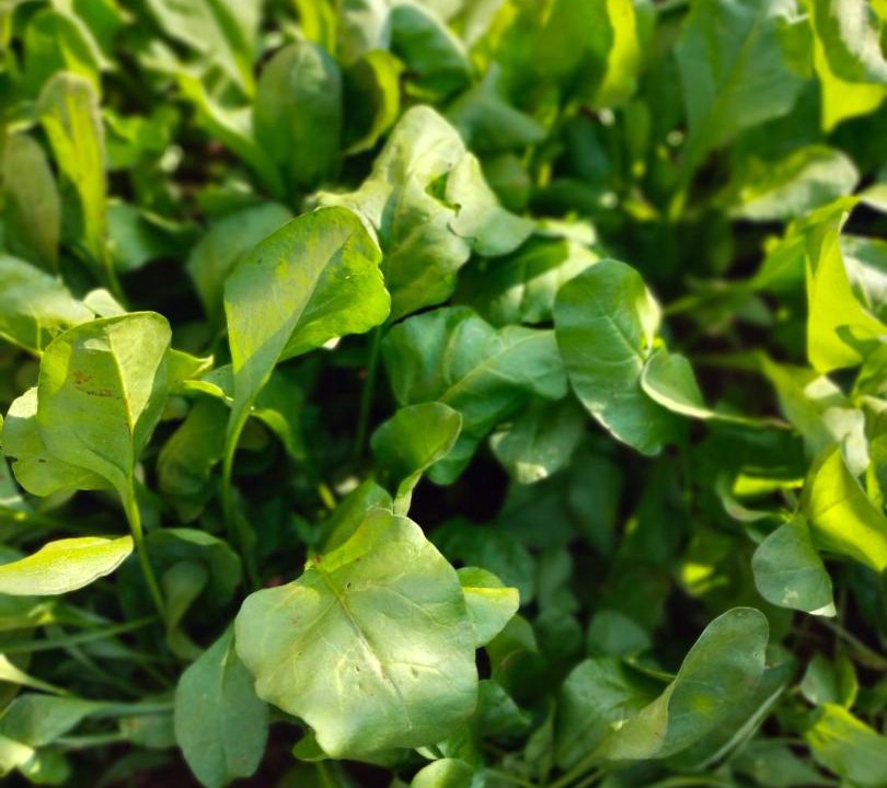 Photo of Outdoor in Guhagar