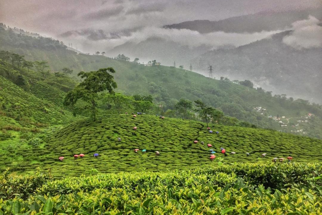 Photo of Others in Darjeeling