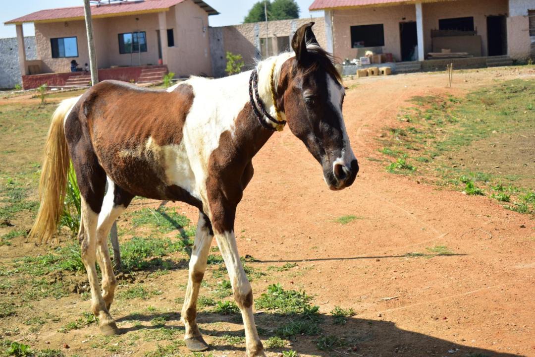 Photo of Others in Chimur