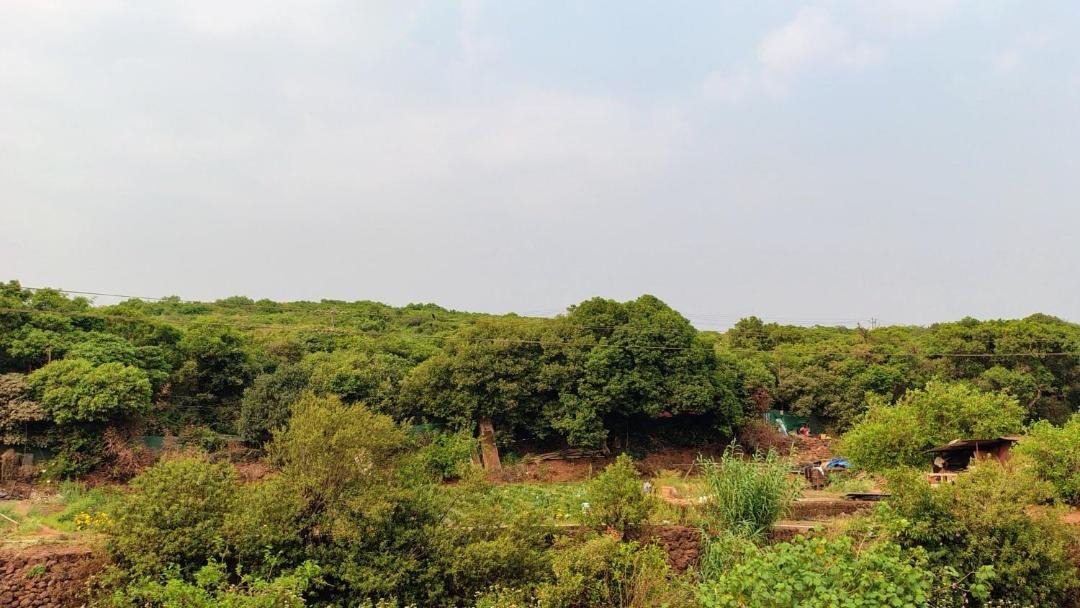 Photo of Others in Mahabaleshwar