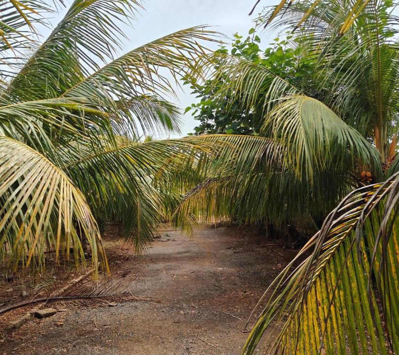Photo of Others in Mangrol