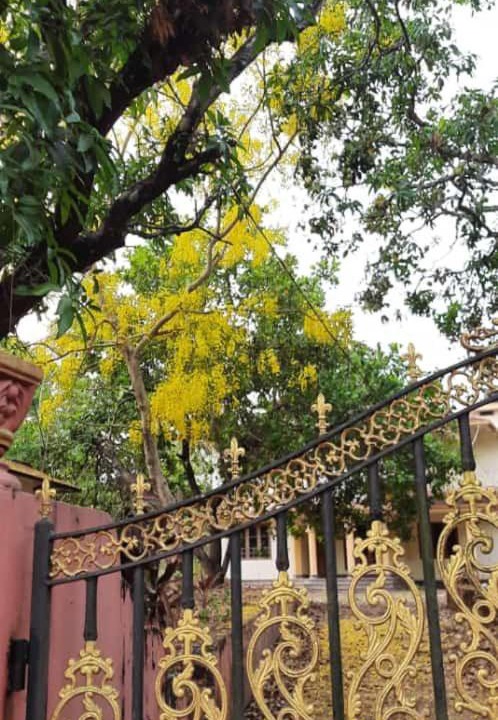 Photo of Others in Talipparamba