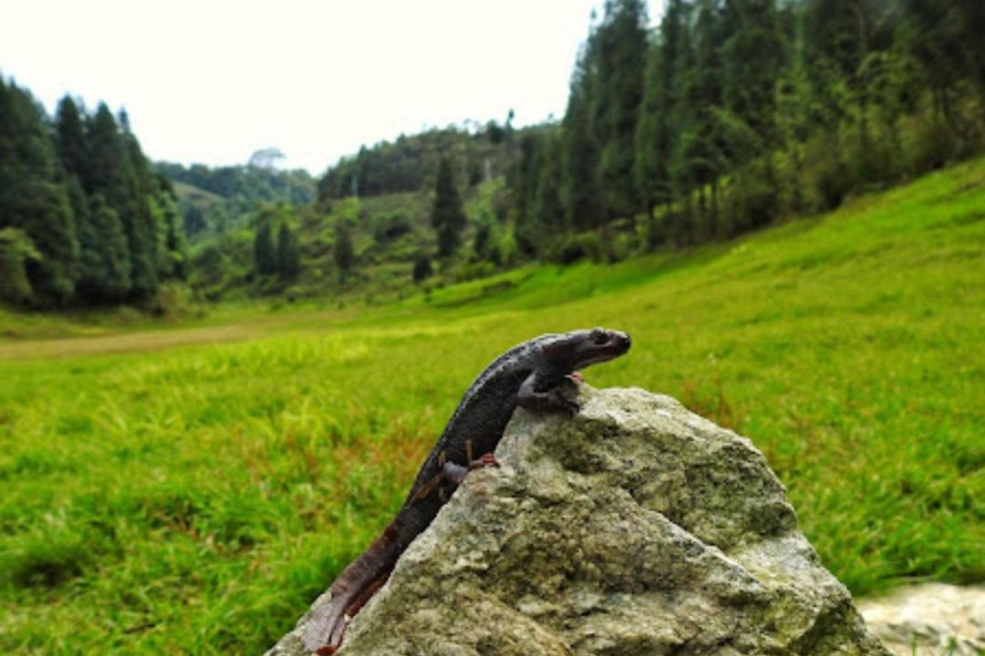 Photo of Outdoor in Kurseong
